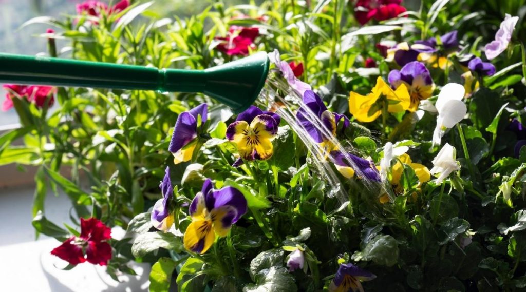 Watering the Pansies