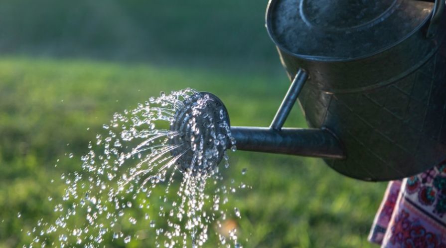 Watering