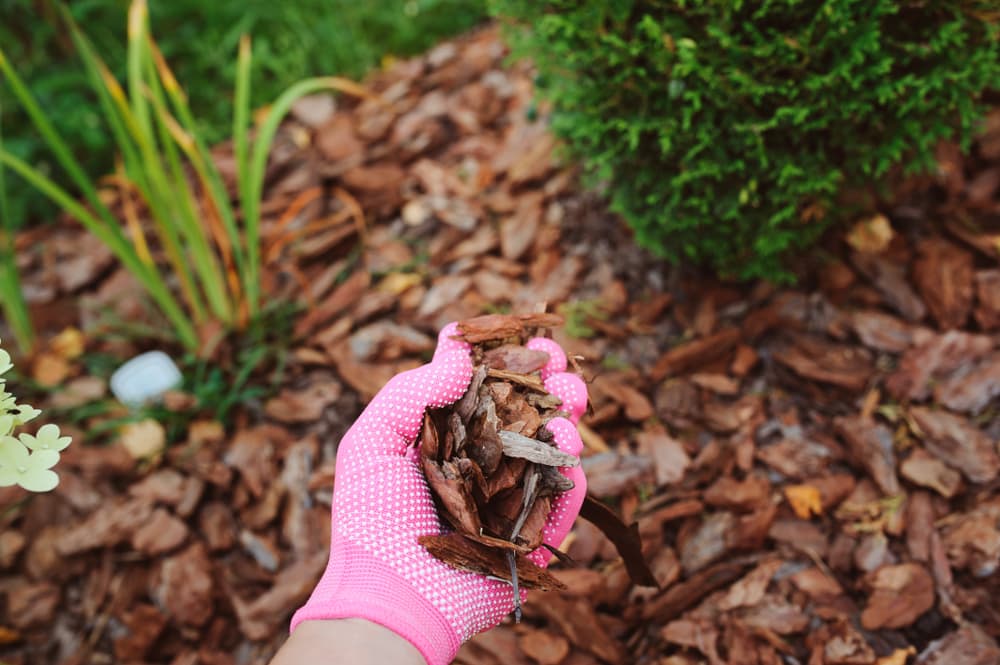 8 Genius Ways to Use Wood Chips in Your Garden