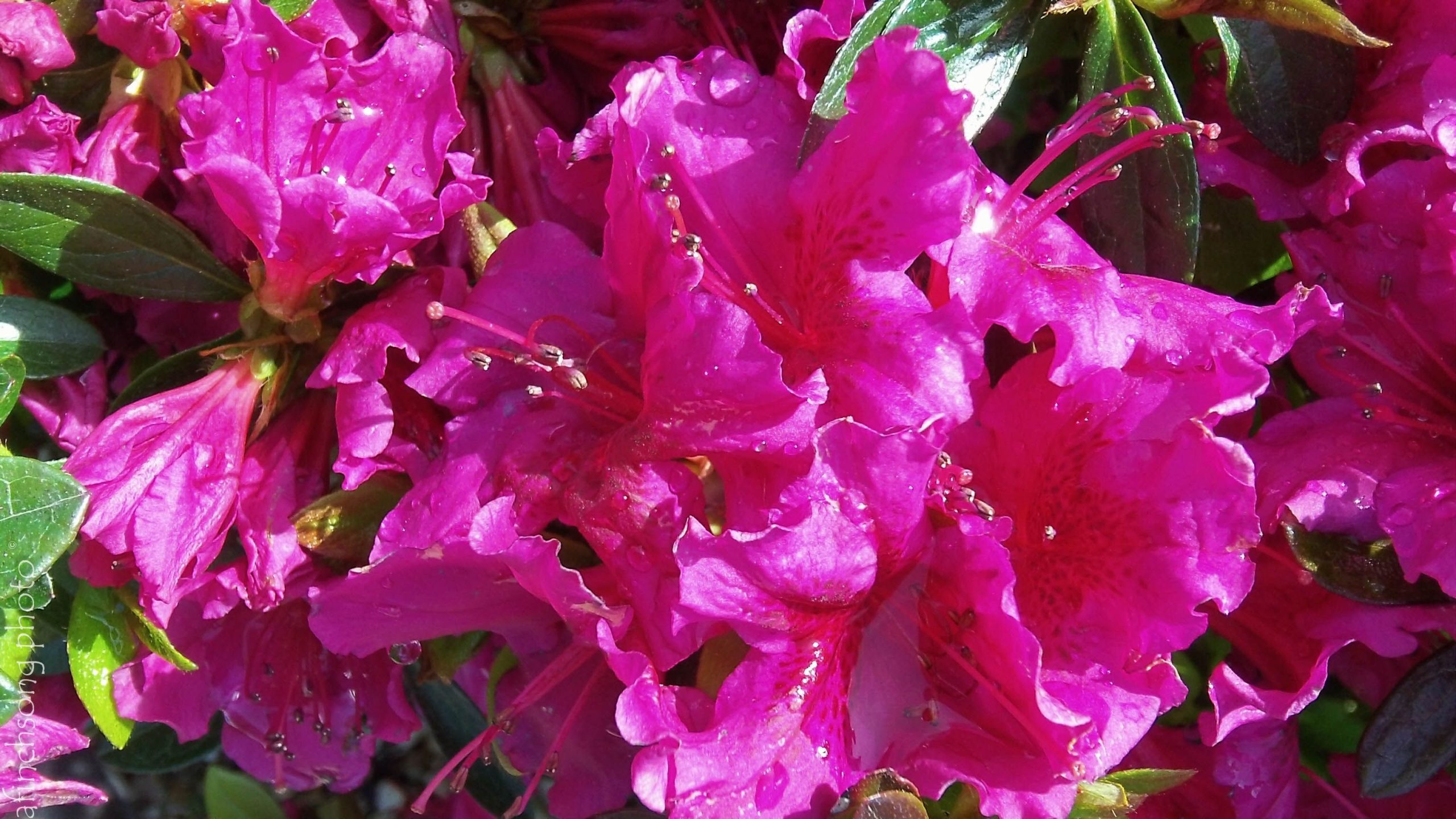 Ways to Revive a Fading Azalea Plant