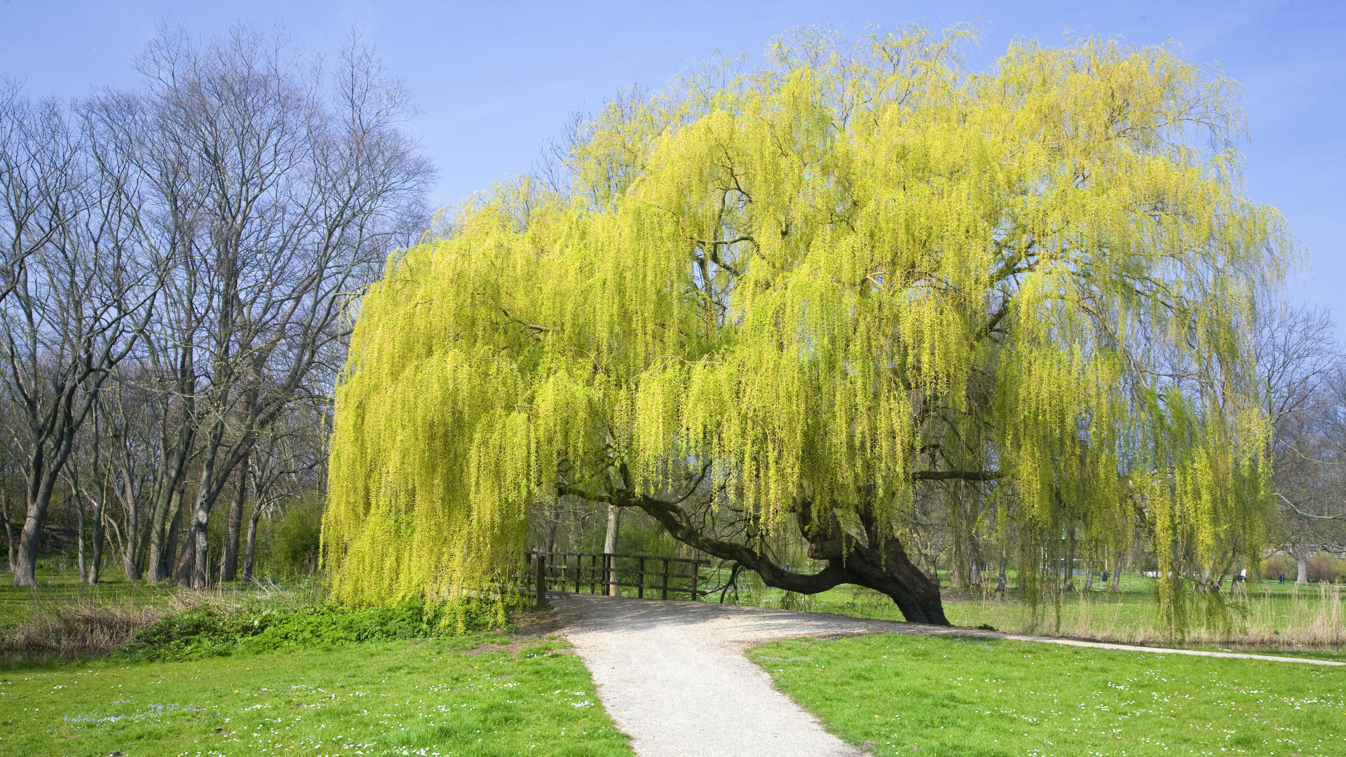 Weeping Willow- A Special Consideration