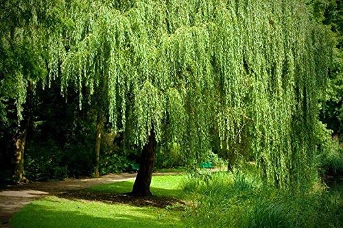 Weeping Willow Tree