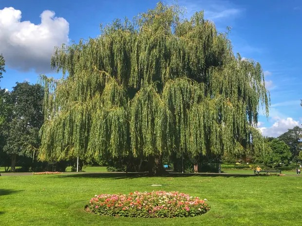 Weeping Willow