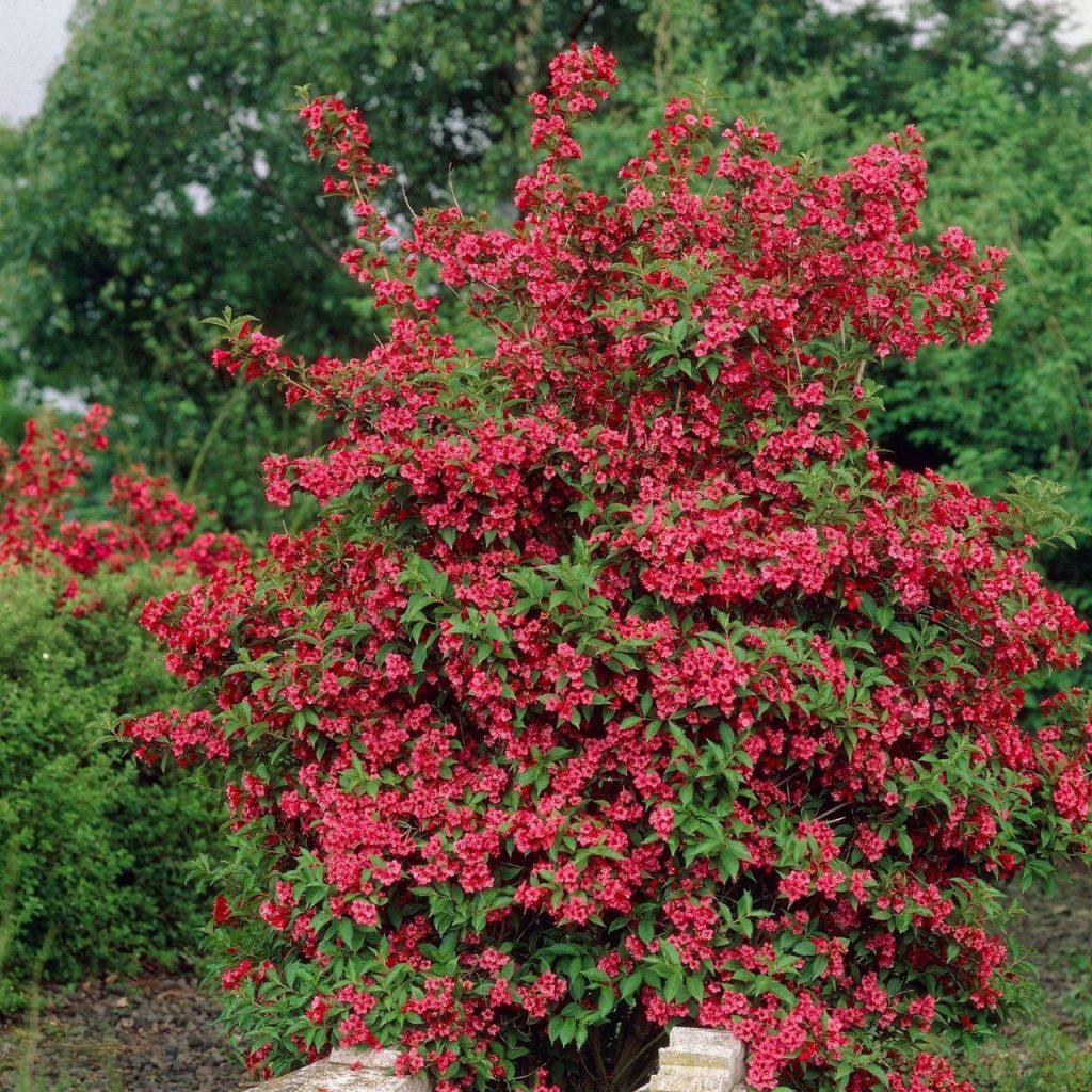 Weigela