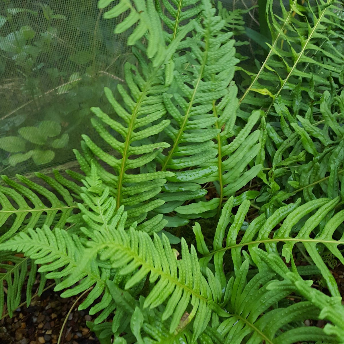 Welsh Polypody