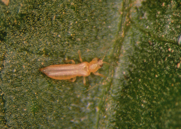 Western Flower Thrips