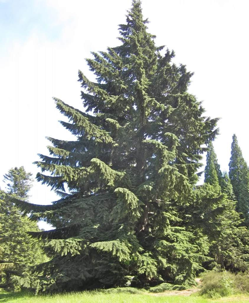 Western Hemlock.jpg