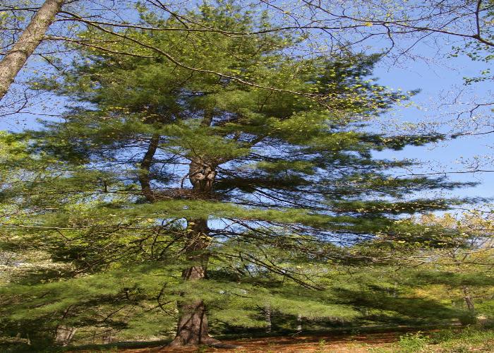 Weymouth Pine