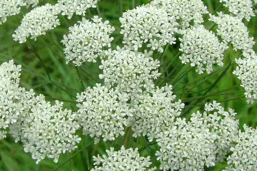 What Are Ammi Majus and Its Benefits