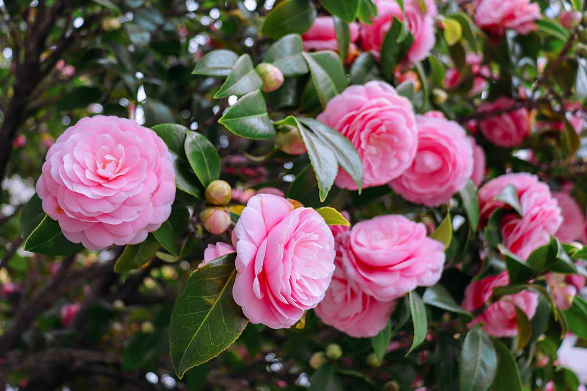 What Are Camellias