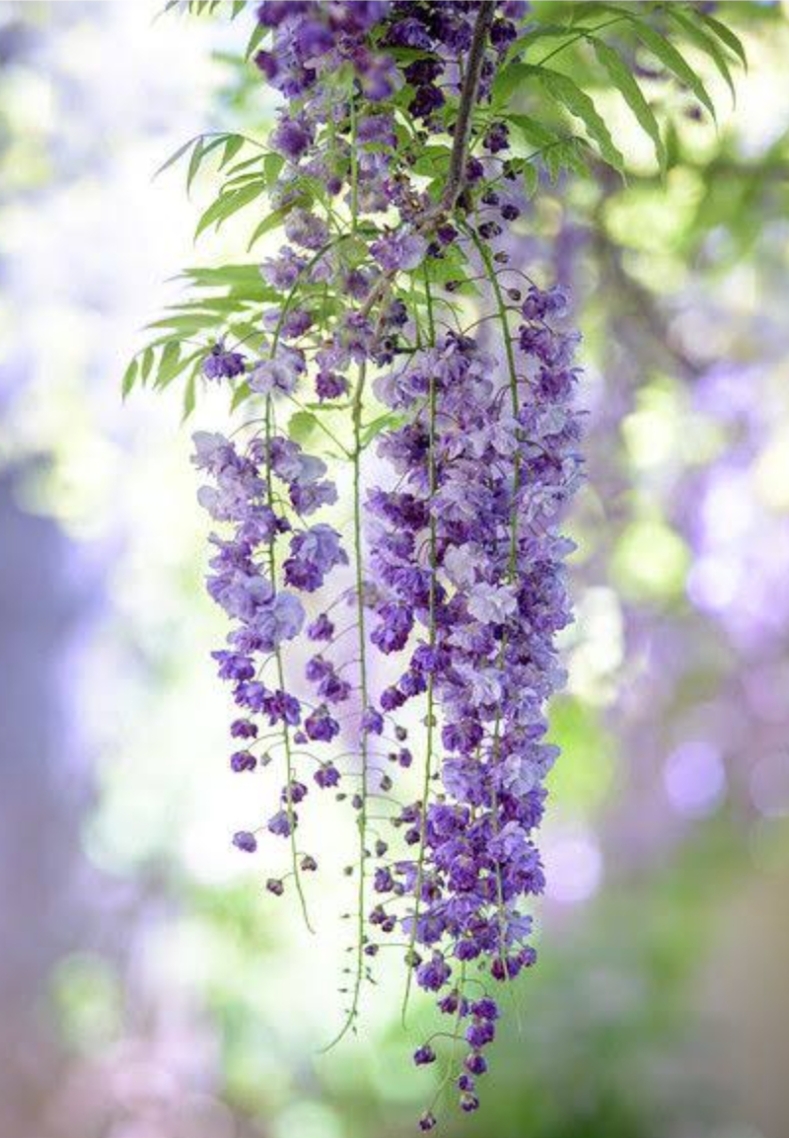 What Are Wisteria Plants