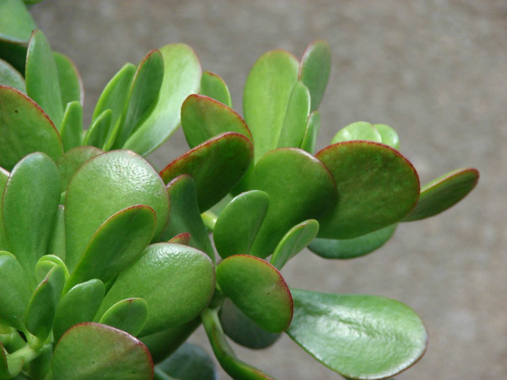 What Are the Ideal Temperature Conditions for Crassula Ovata Care