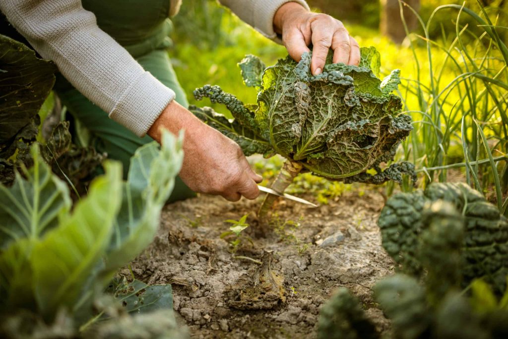 What Are the Tools Needed to Harvest Cabbage