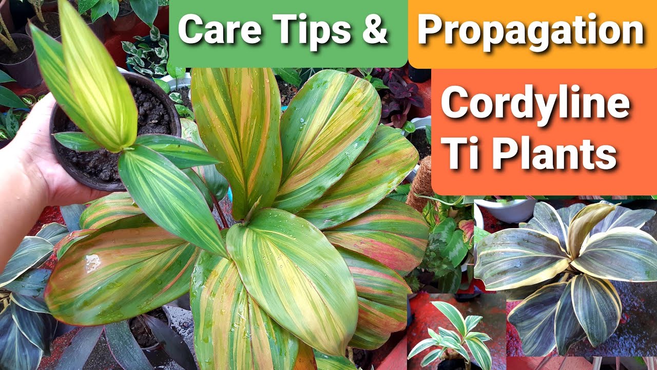 What Conditions Do Cordylines Like?