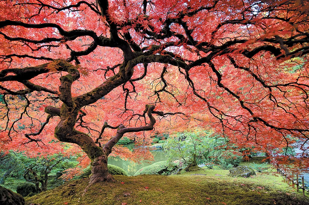 What Does Acer Mean in Japanese Maple