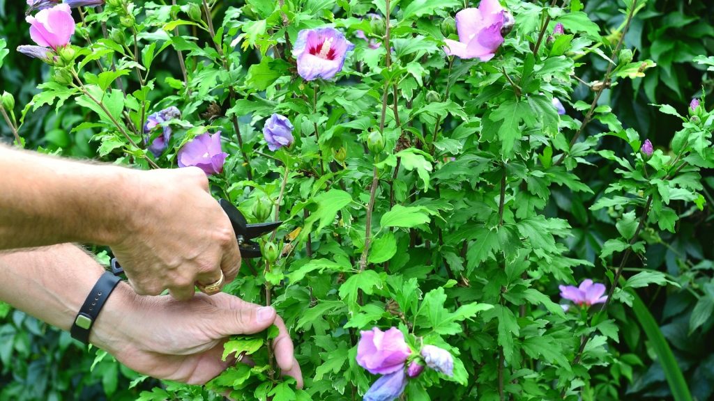 What Equipment to Use When Pruning Hibiscus