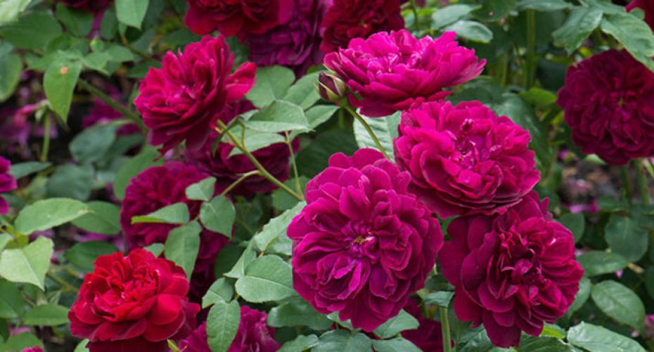 What Gardeners Should Know When It Comes to Feeding Roses