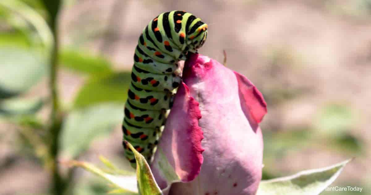 What Happens When Roses Get Eaten by Bugs