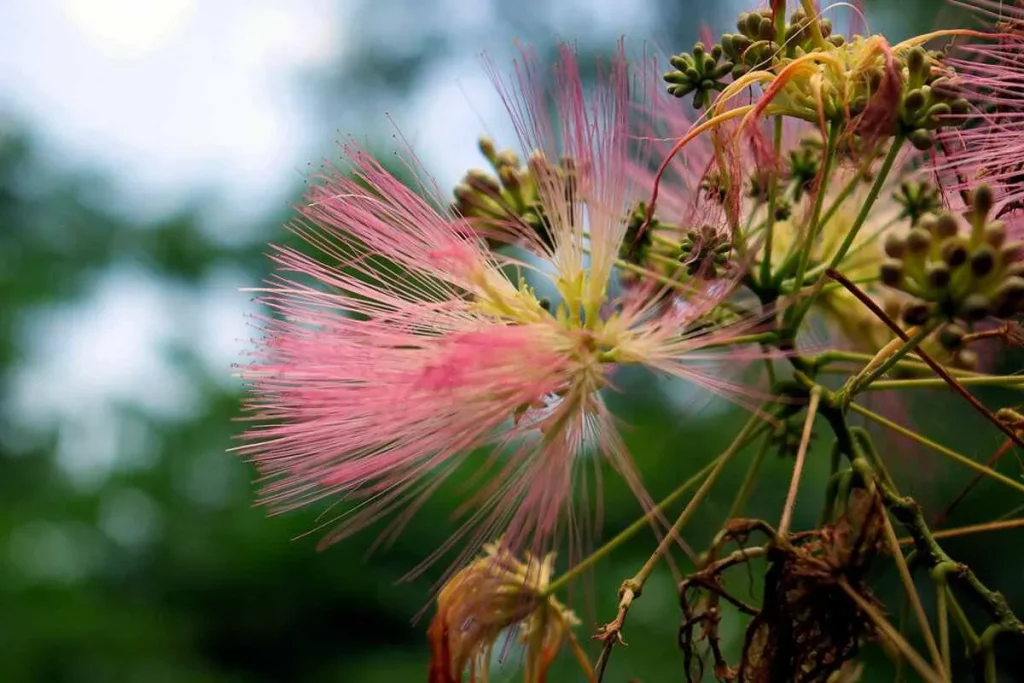 What Happens to The Dead Leaves and Flowers