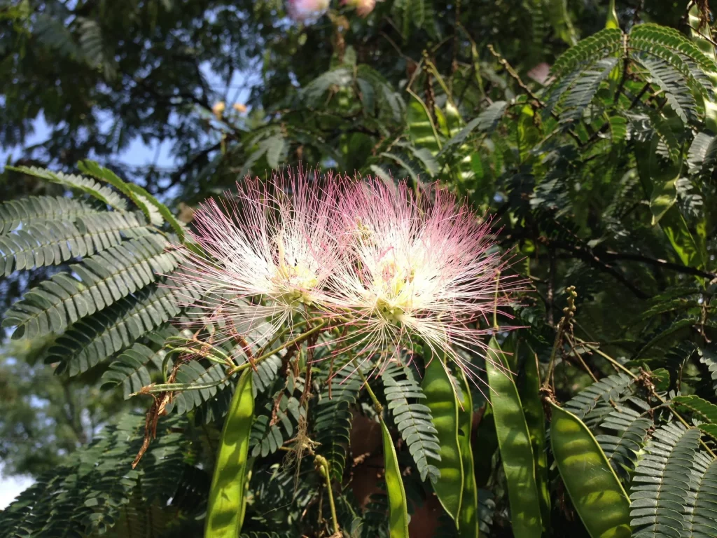 What Is the Negative Role of Seed Pods