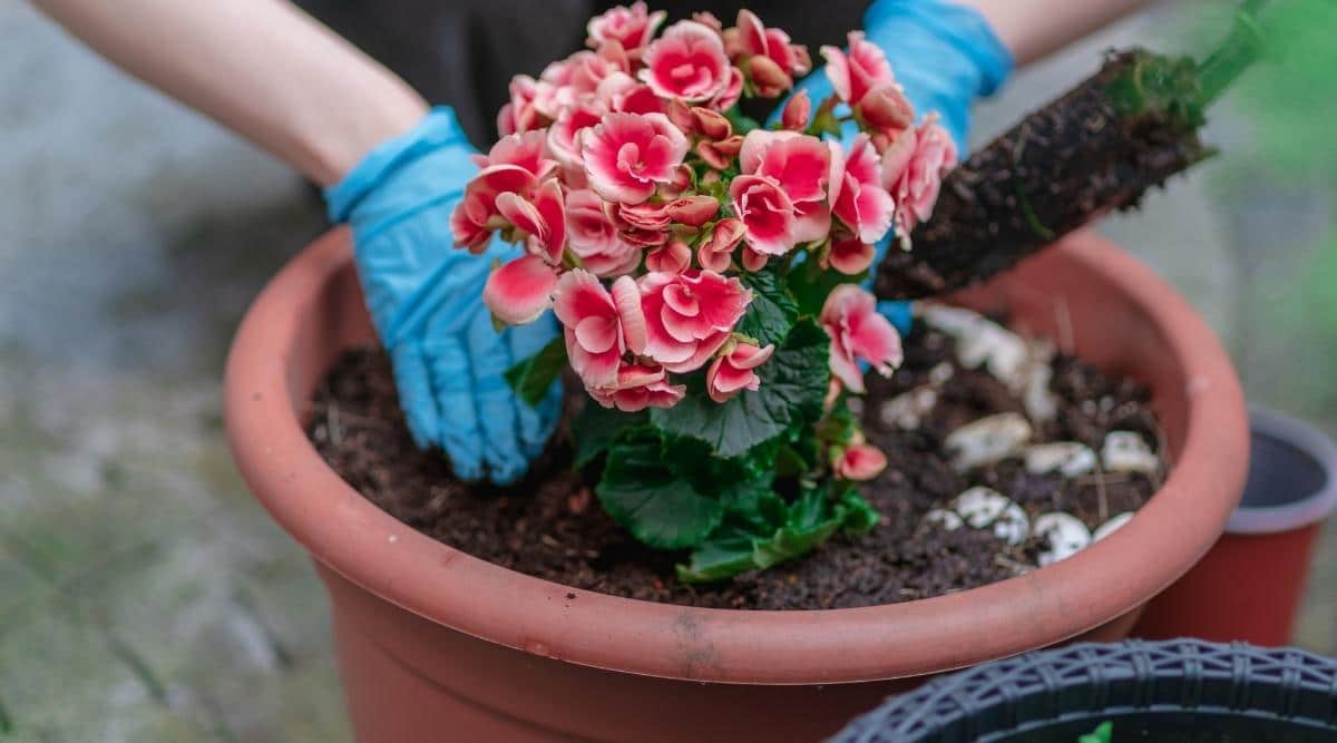 What Kind of Soil Do Begonia Tubers Like?