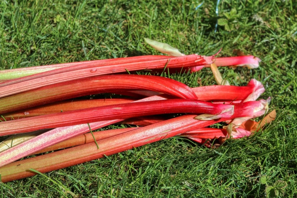 What Proportion of The Rhubarb Plant Needs to Be Pruned