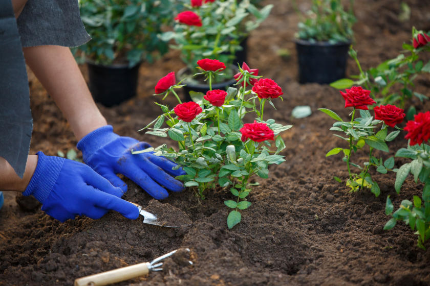 What Type of Fertiliser Works Best for Roses