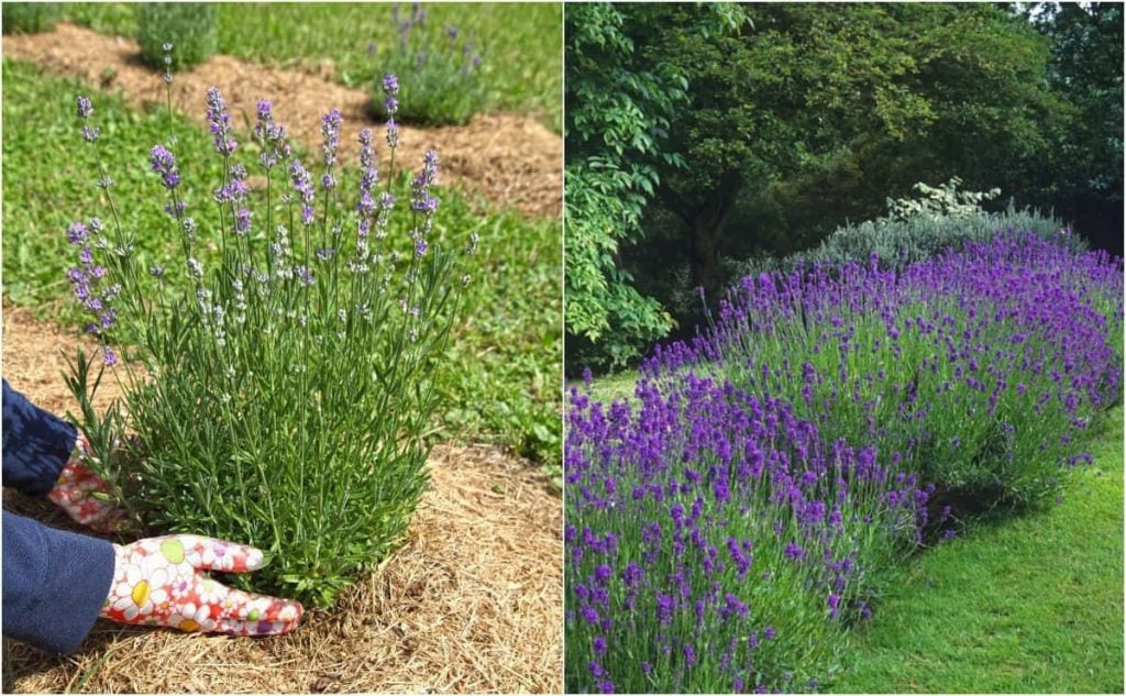 What Type of Lavender is Ideal for Hedges