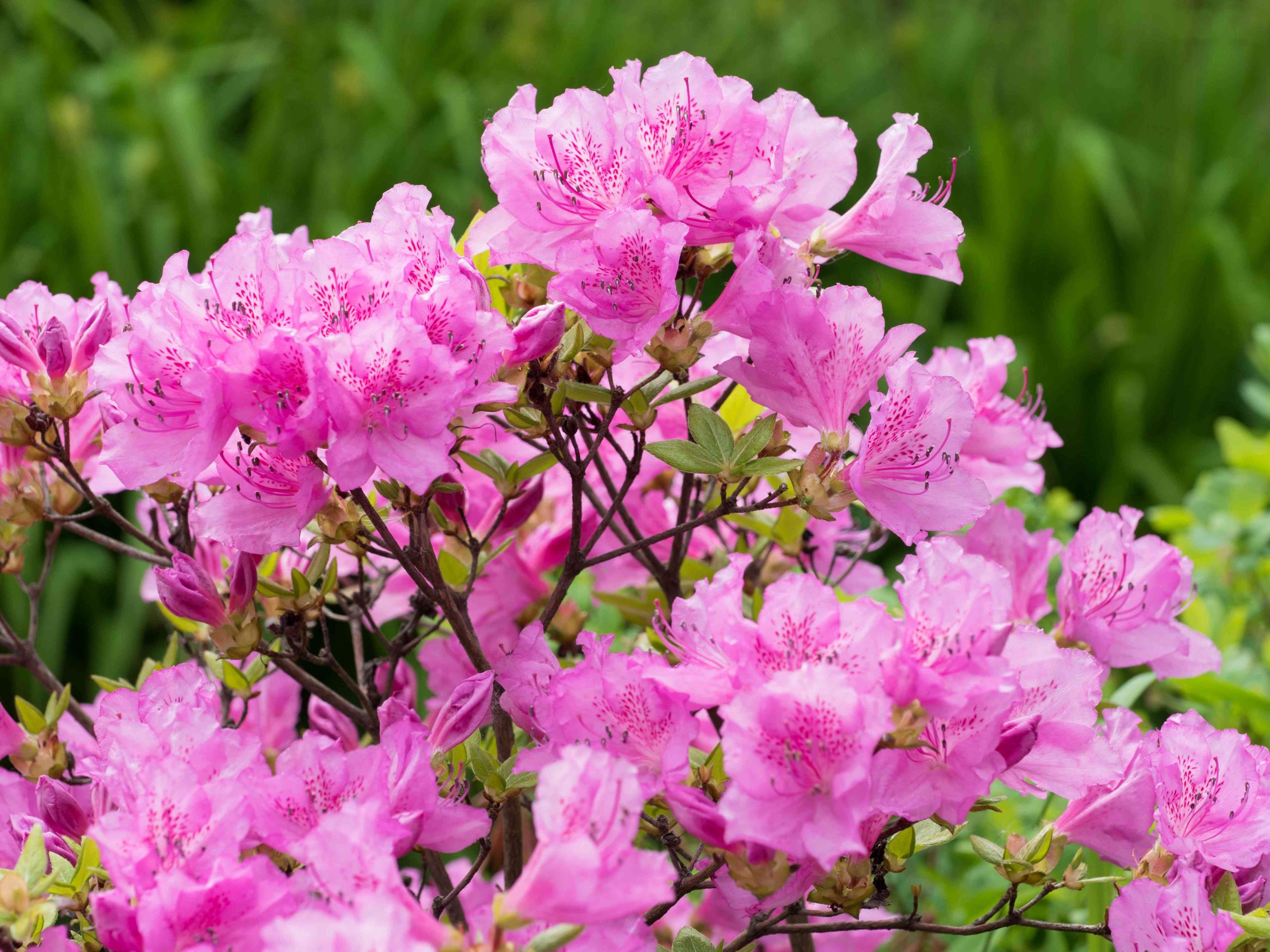 What are Azalea Plants?