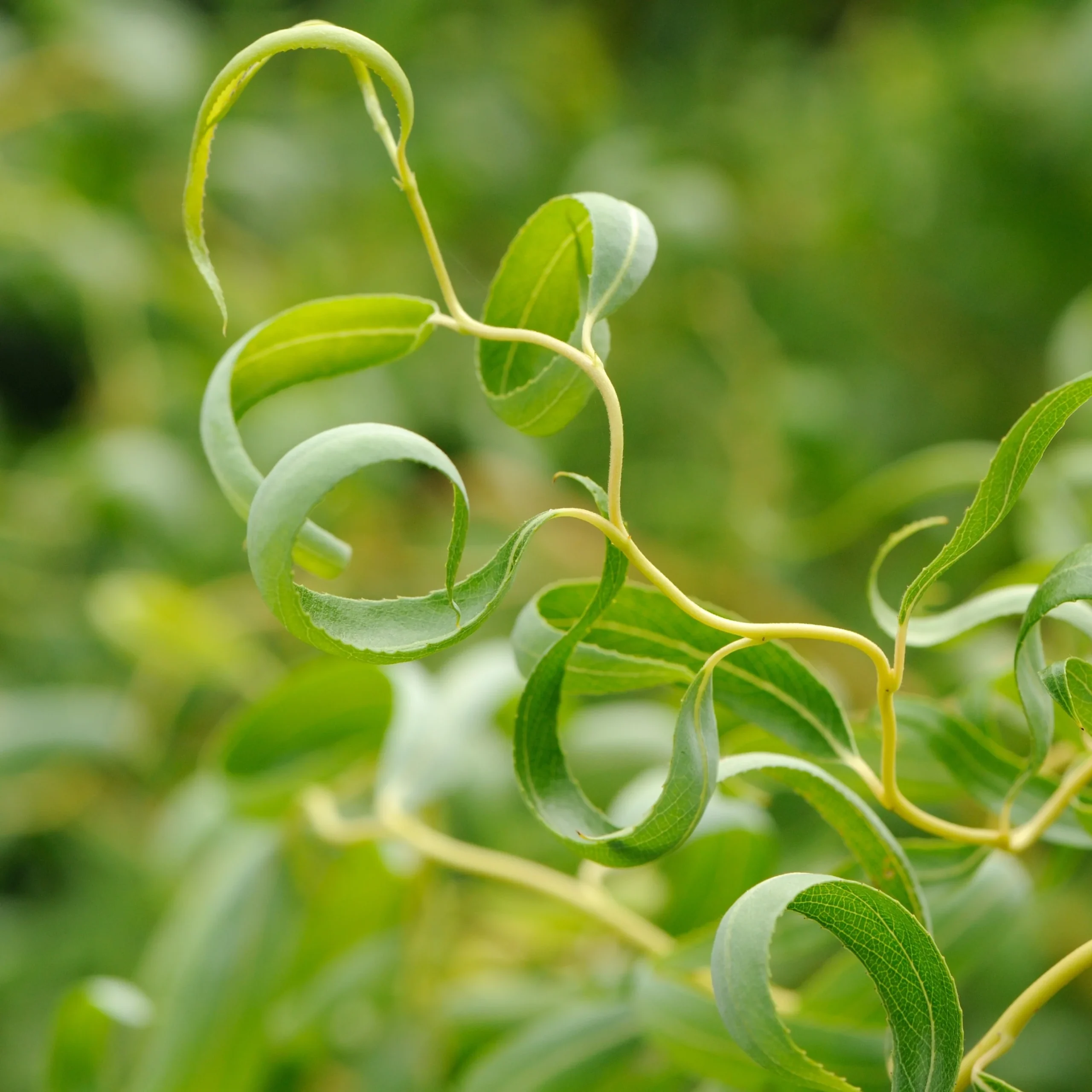 What are Curly Willows?