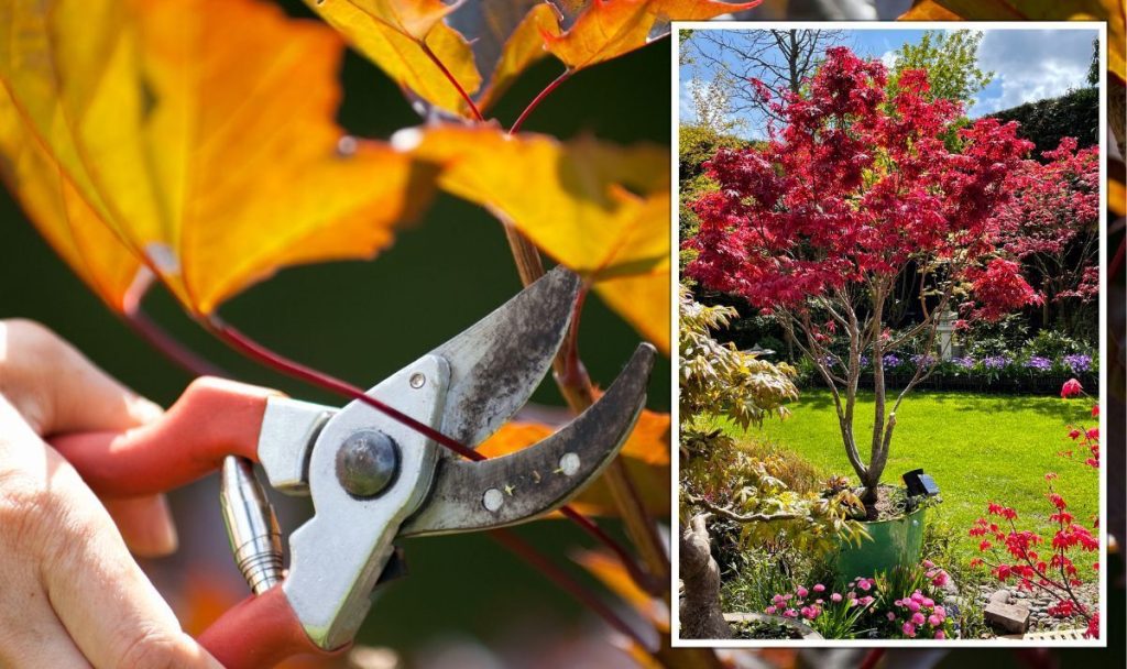 What is Acer Pruning