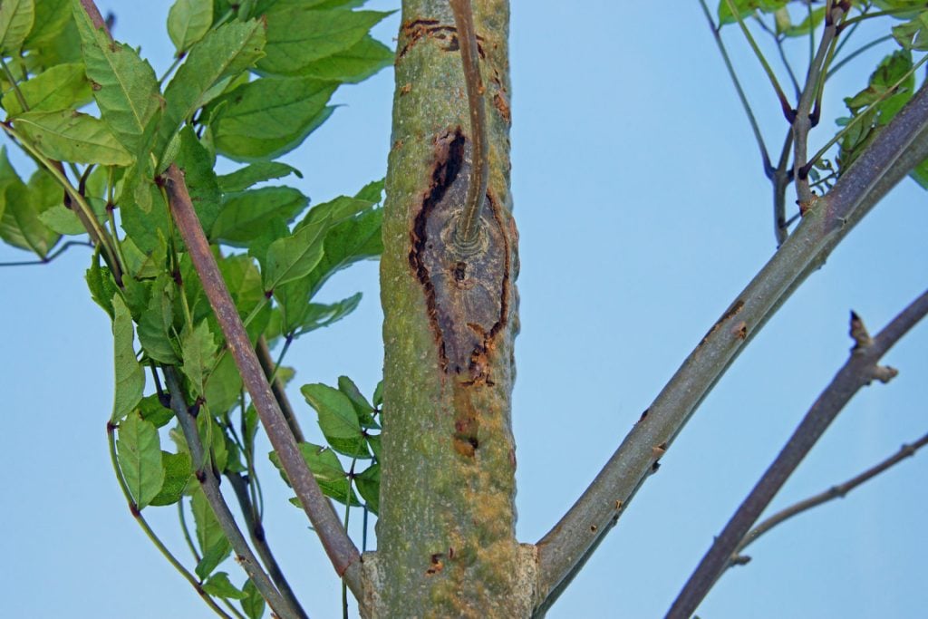 What is Ash Dieback