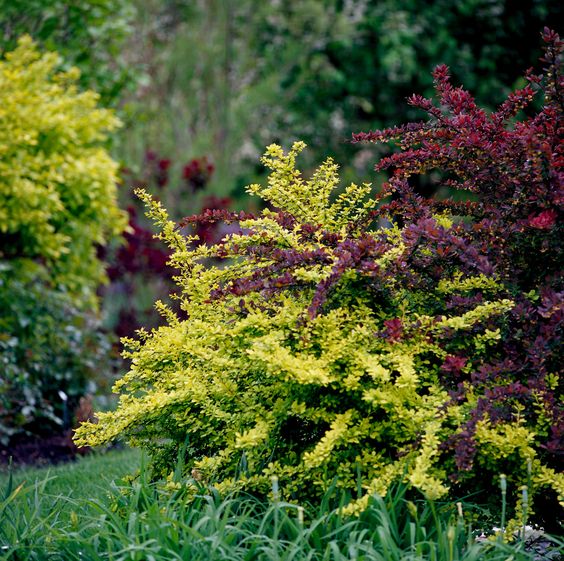 What is Barberry