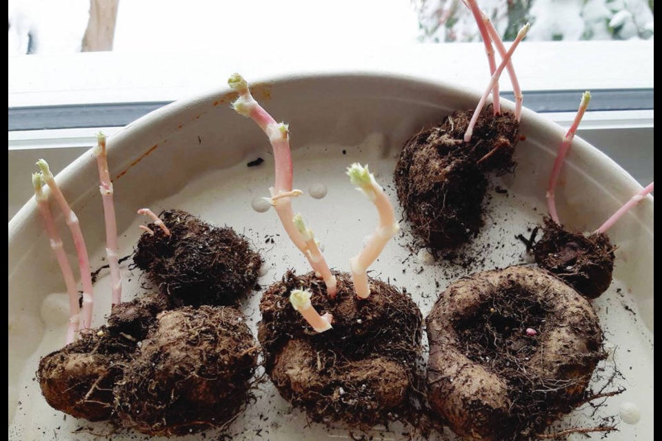 What is Begonia Tubers?