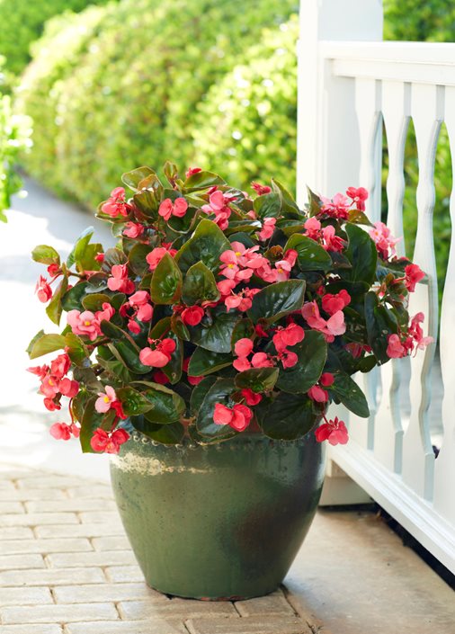 What is Begonias?