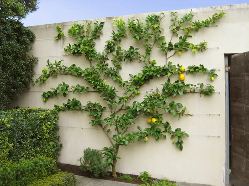 What is Espalier Fruit Tree Screen