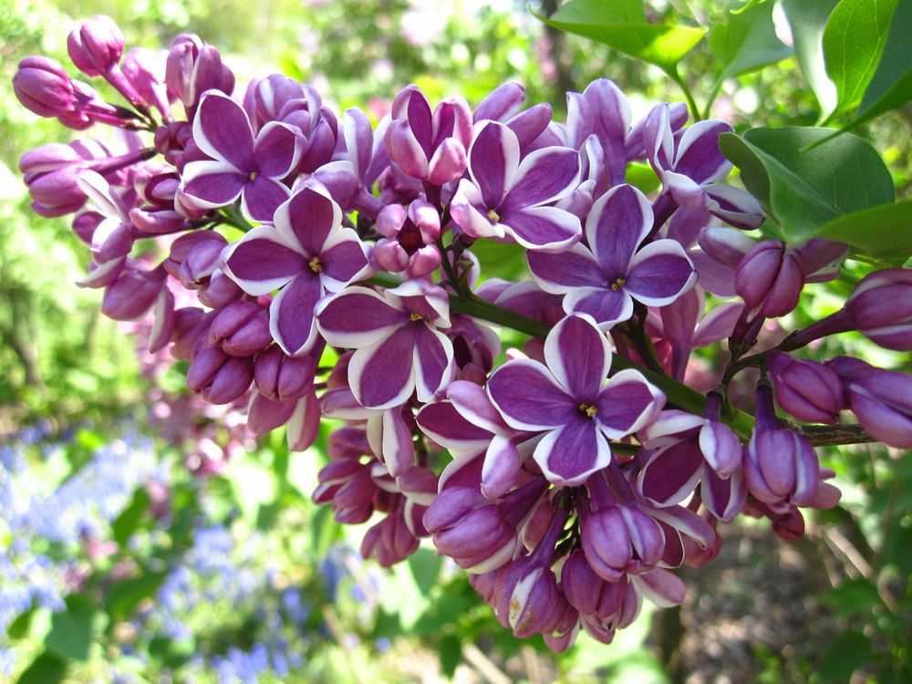 What is Syringa