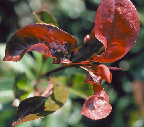 What is a Deficiency in Plants?