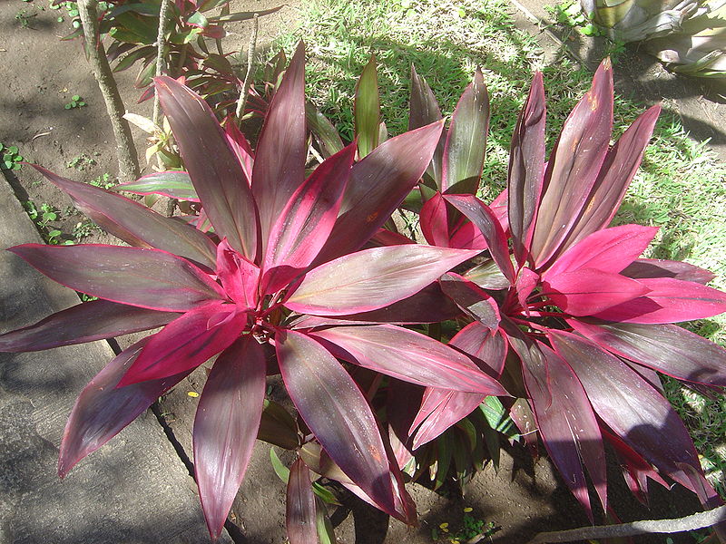 What is the Best Fertilizer for Cordylines?