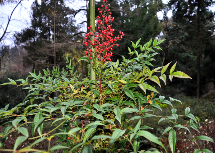 What is the Best Time to Prune Nandina Domestica