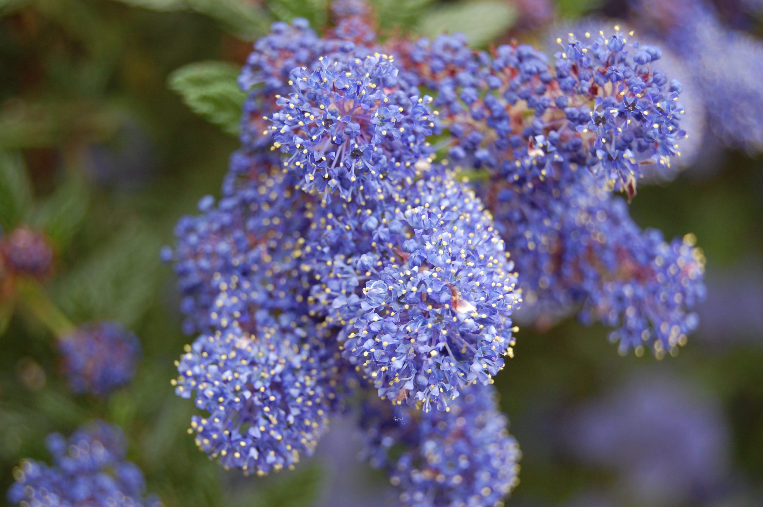 What is the Ceanothus Yankee Point Height