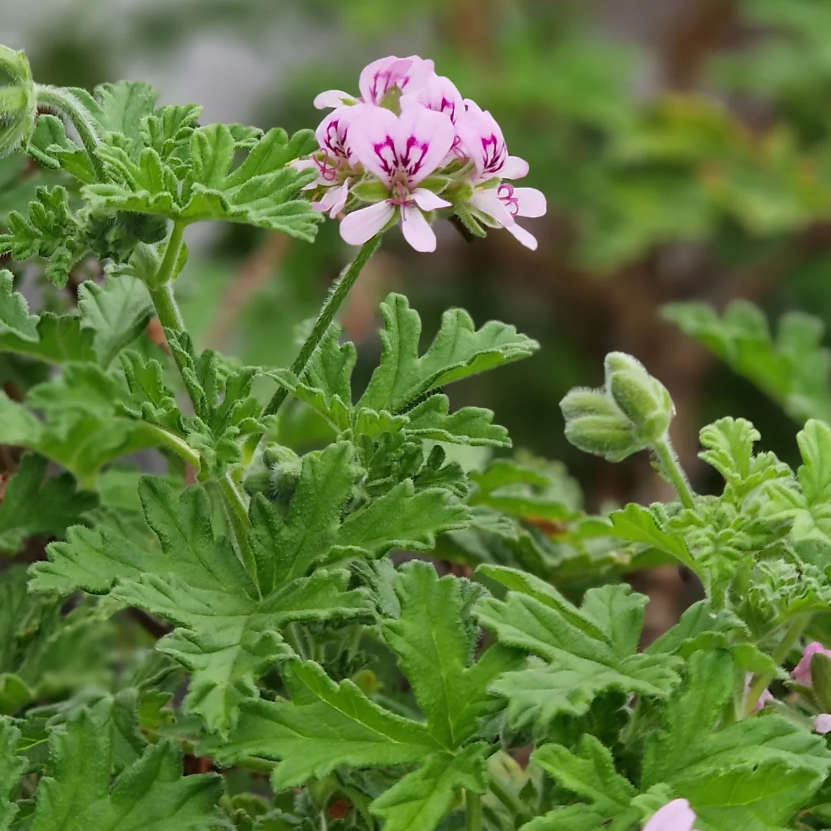 Know Everything About Lavatera