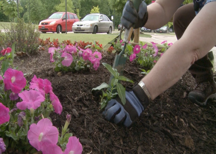 What to Do with The Leggy Petunias