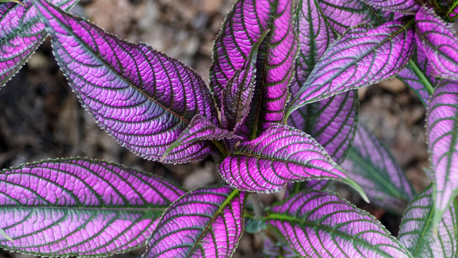 What is the Plant with Maroon Leaves?