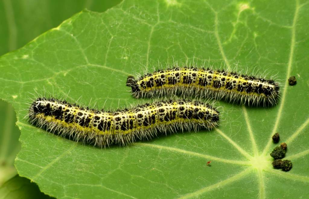 Effective Ways to kill Caterpillars Instantly