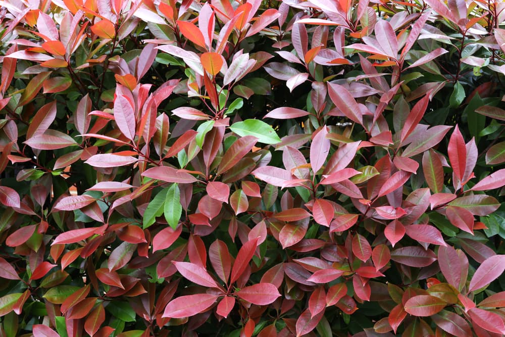 What Shrubs Have Burgundy Leaves?