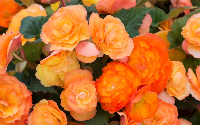 What Will Eat My Begonia Tubers