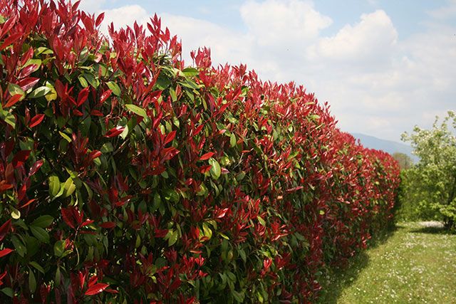 What is Photinia Red Robin used for: A Complete Guide