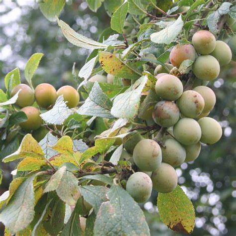 When Are Damsons Ready to Pick