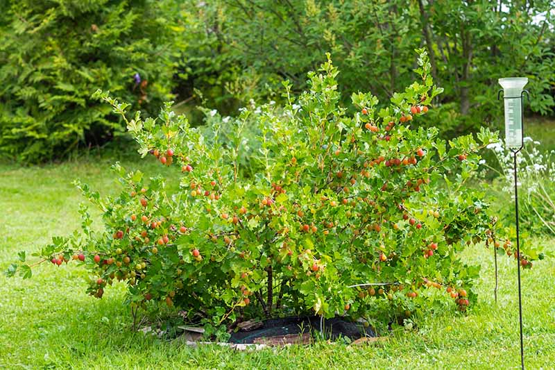 Harvesting Gooseberries: How and When To Pick Gooseberries [UK]